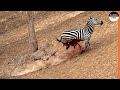 From Crocodile To Cheetah Attack, The Unluckiest Zebra On Earth