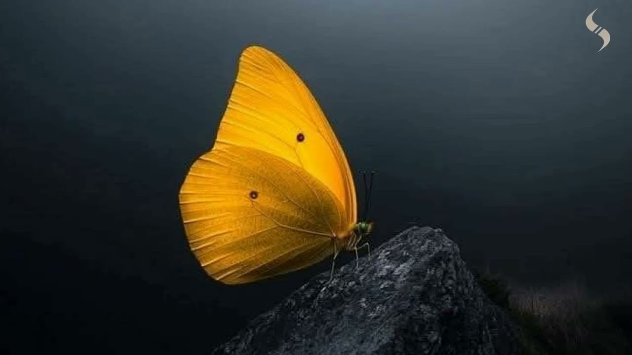 Promenade - Blooming