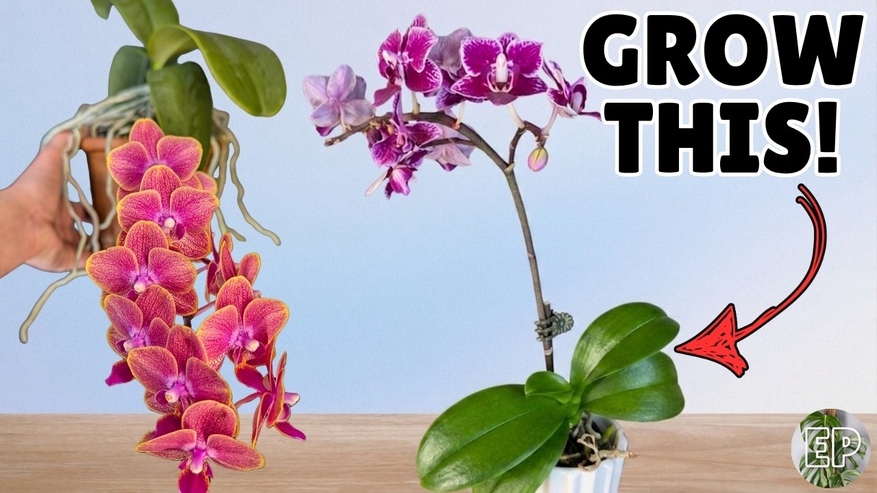 I stopped killing orchids once I learned this!