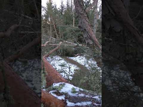 Storm Arwen Scotland - Forest destroyed :(