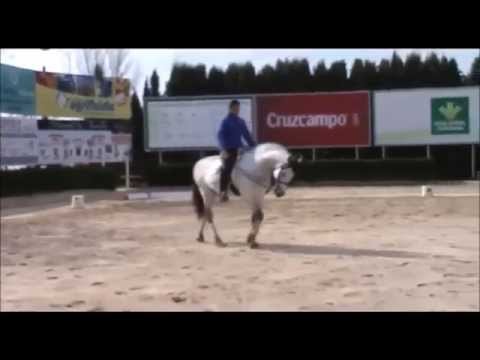 HELAO - PSG Dressage P.R.E. Stallion - SOLD