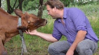 Смотреть онлайн Как вырастить теленка на мясо