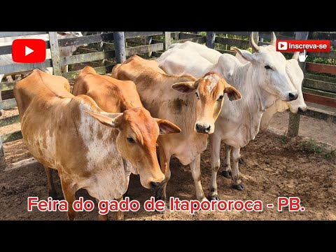 FEIRA DO GADO DE ITAPOROROCA - PB. ✅14/09/2026✅