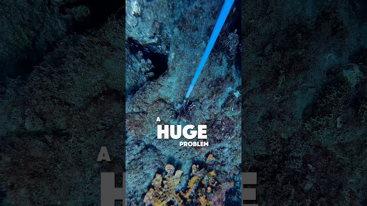 All right Nate, but how the heck did they get here? #Invasivespecies￼ #lionfish