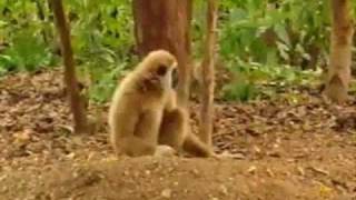 Zappa &amp; Beefheart- Tiger Roach