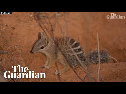 Baby numbats filmed exploring and playing outside den in south-western NSW - YouTube