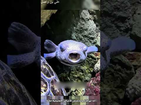 هذا الرجل افضل صياد في العالم 😳 #shorts #shortvideo #trending