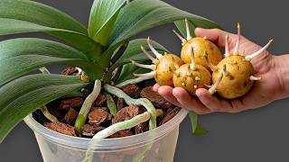 Just one thin slice per week! Orchids produce 500% more flower branches