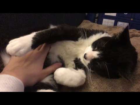 Stewie the cat purring, ASMR