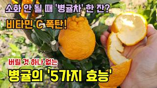 토종 병귤의 5가지 놀라운 효능 병귤청이나 진피차로 좋고 껍질에 약성이 많습니다 #병귤 #토종귤