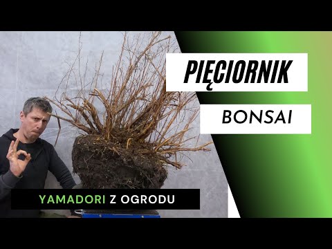 Bonsai - Pięciornik. YAMADORI z ogrodu.
