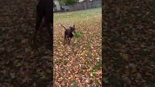 Video preview image #1 Doberman Pinscher Puppy For Sale in Buffalo, MN, USA