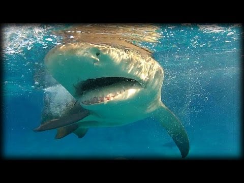 download lagu mp3 mp4 Can You Eat Lemon Shark, download lagu Can You Eat Lemon Shark gratis, unduh video klip Can You Eat Lemon Shark