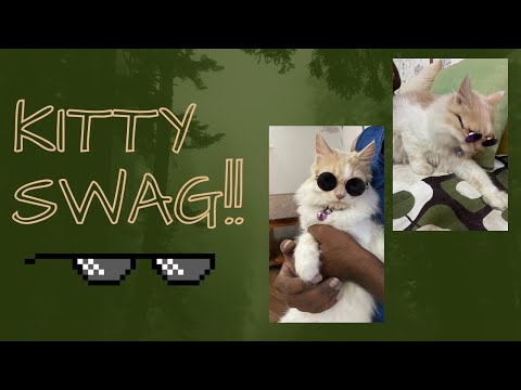 Anna ke jaisa chasma lagake..All the Rajini fans -Thalaivar..Don’t miss the chance😎 #shorts#kittens