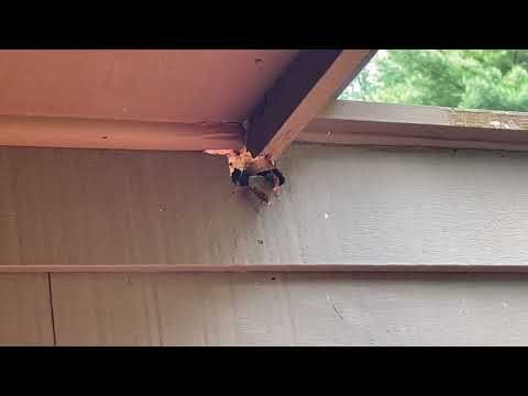Large European Hornets Make a Home Inside Damaged Wood in Titusville, NJ