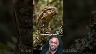 Isso não é uma cobra #biologohenrique #animais #bichoesperto #biologo