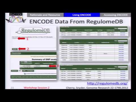 Using ENCODE Data to Interpret Disease-associated Genetic Variation - Mike Pazin