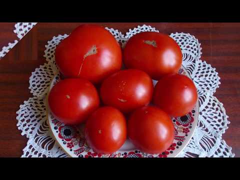 Видео про томат Монгольский карлик видео 2