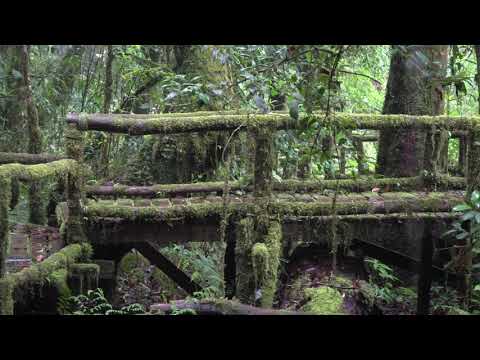 RAIN FOREST VIDEO BACKGROUND - 4K, HOH RAIN FOREST - NATURE RELAXATION VIDEO - 6