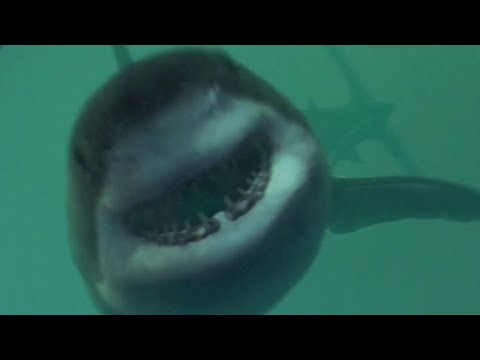 Open Water 3: Cage Diving (2017) - Only best bits (no pun intended)