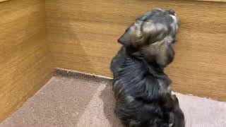 ハーフ犬の動画01