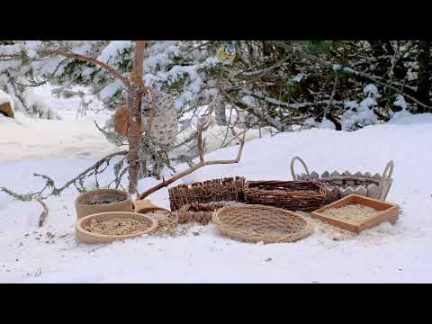 🔴24/7 LIVE CAT TV NO ADS😺 Cheerful Birds and Cute Squirrels on a Sunny Winter Day