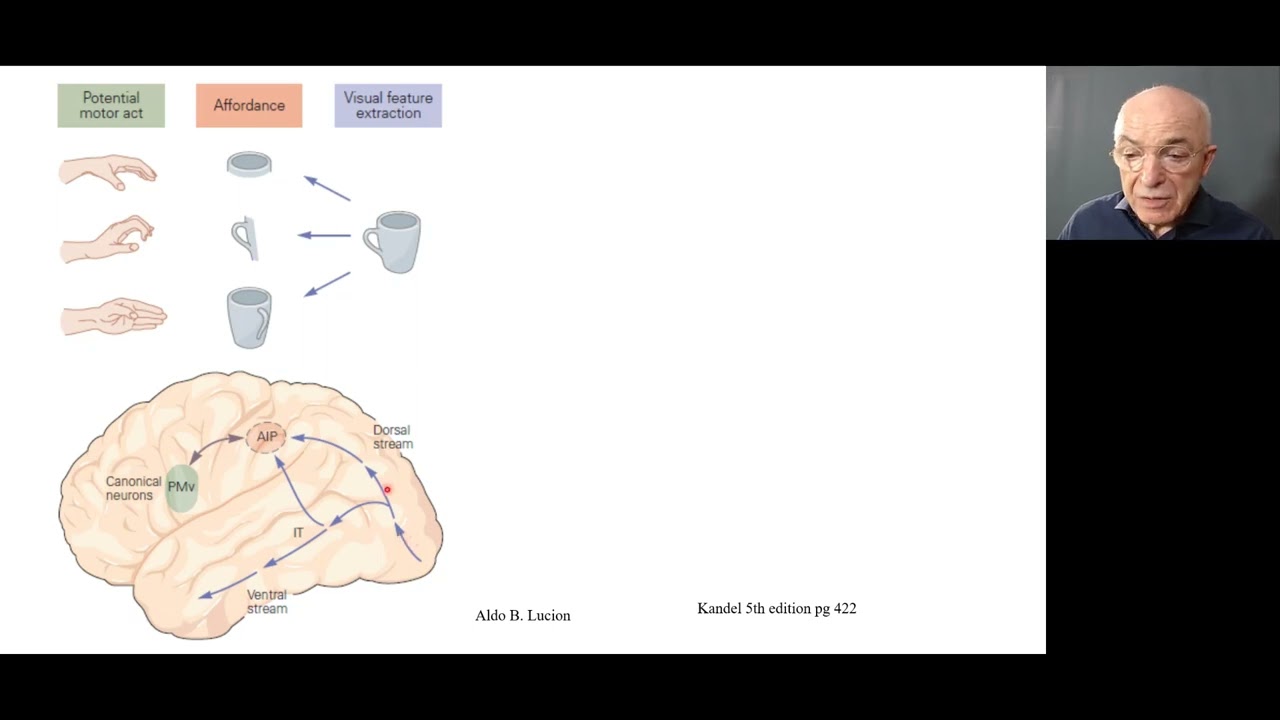 Córtex cerebral aula 2 integração sensório motora