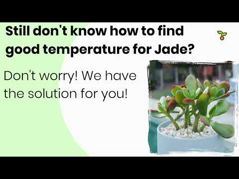 image-How cold is too cold for jade plants?