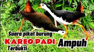 Download lagu SUARA PIKAT BURUNG RUAK-RUAK ASLI TERBUKTI AMPUH SUARA JERNIH mp3 Download lagu SUARA PIKAT BURUNG RUAK-RUAK ASLI TERBUKTI AMPUH SUARA JERNIH mp3