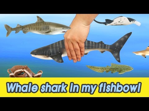 [EN] #53 Let's raise Whale shark in my fishbowl! kids education, Animals animationㅣCoCosToy
