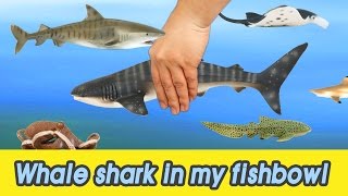 [EN] #53 Let&#39;s raise Whale shark in my fishbowl! kids education, Animals animationㅣCoCosToy