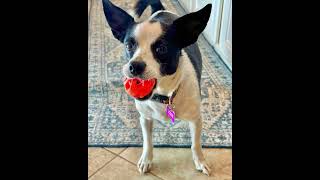 Video preview image #1 Rat Terrier-Unknown Mix Puppy For Sale in Corona, CA, USA