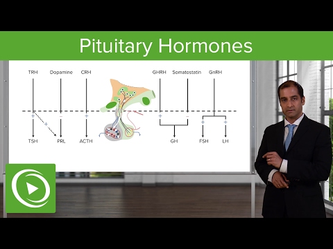 Pituitary Hormones – Endocrine Pathology | Lecturio