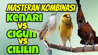 Download lagu Masteran cililin vs cigun sambung kenari mp3 Download lagu Masteran cililin vs cigun sambung kenari mp3