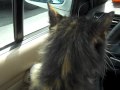Allie The Cat Takes Another Drive