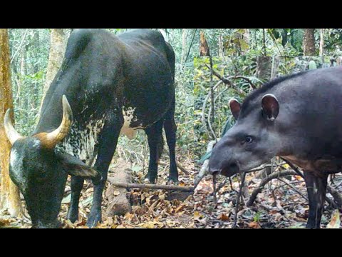 Deu vacas, bezerros, antas, cutias e catetos na ceva - Wild animals of the Amazon - Brazil