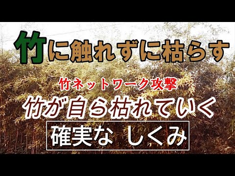 竹の根茎を殺す方法 スペード シャベル つるはし 深さ 0.5 メートル