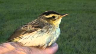 preview picture of video '17.8.12 Phragmite aquatique (Acrocephalus paludicola, Aquatic Warbler)'