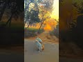 Kaise Din Beete Koi Jatan Bta Ja गाँव की जिंदगी Viral