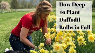 Download lagu How to Plant Daffodils in Fall mp3