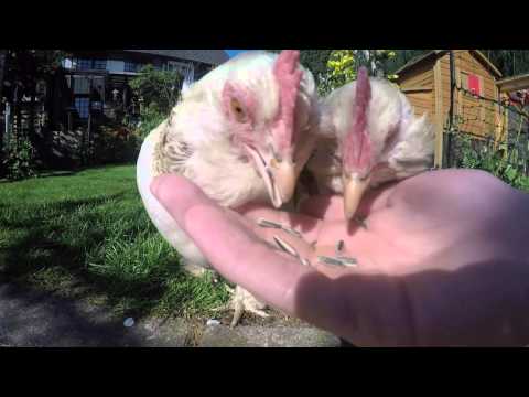 Gierige Hühner am Morgen