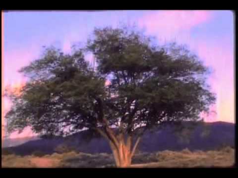 Woodsman - When The Morning Comes (Official)