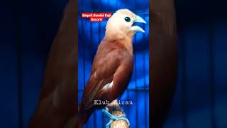 Download lagu burung emprit bondol kaji gacor #klubkicau #emprit #empritgacor #empritkaji mp3 Download lagu burung emprit bondol kaji gacor #klubkicau #emprit #empritgacor #empritkaji mp3