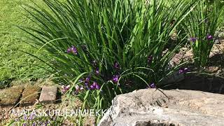 Aamukävely puutarhassa 8.6.2018
