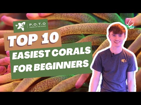TOP 10 EASIEST Corals for Beginners - POTO 🌊
