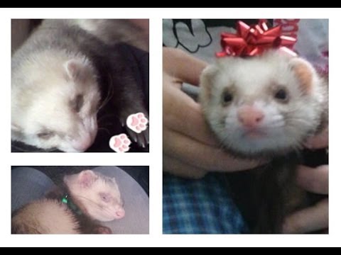 VLOG - Life of a Ferret 4-12-14