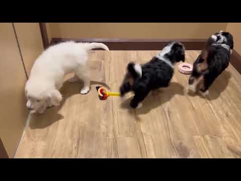 Mini Bernedoodle - 4803 video preview