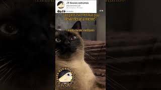 Voce precisa meditar para desacelerar a mente!"