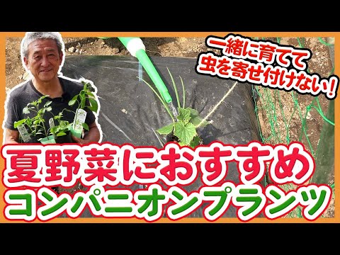 ジャガイモの隣に植えてはいけない植物は何ですか?最悪のコンパニオンプランツの完全なリスト  庭園