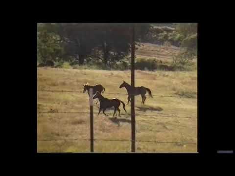 Classic Railroad Series 1044 - Horsepower meets Horse Power